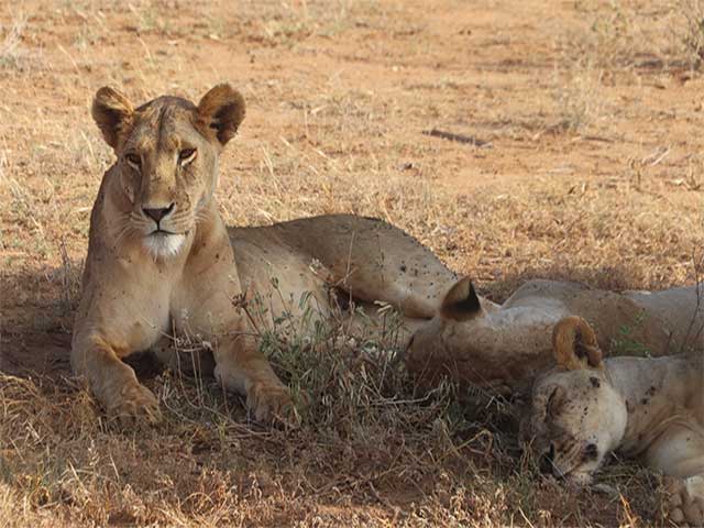 Steve Braker Action Thriller Author-Kenya East Africa.